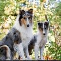 Collie