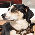 Schl�ferhund