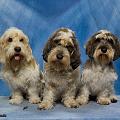 PBGV-Fan